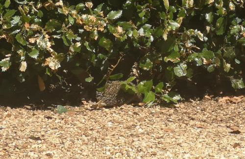 Gite Duguesclin - Photo 23