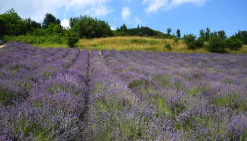 Apartment with large covered terrace, in small residence with swimming pool - Foto 5