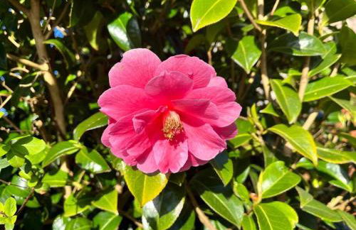 Camellia Cottage - Foto 16