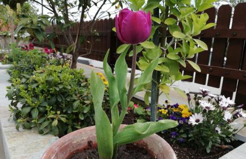 Olympus Country House - Foto 24