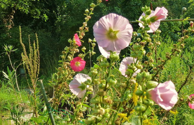 Villa-Hufeland - Foto 52