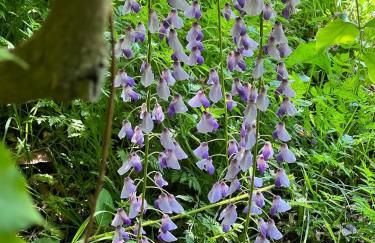 Villa Elena Tuscany - Pool & Garden Arezzo - IHH - Foto 50