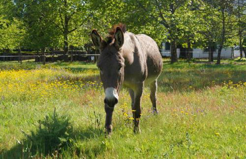 Quinta do Areal - Foto 32