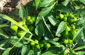 Azienda Agrituristica Le Terre Di San Leonardo - Foto 41