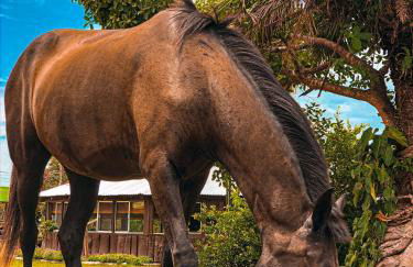 Pousada São João - Estrada Parque Pantanal - Photo 30