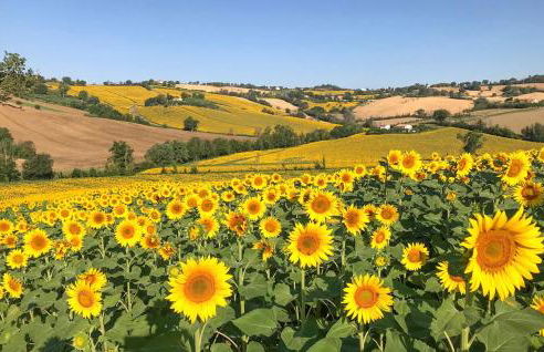 Villa Bentivoglio - Holiday Home With Swimming Pool - Foto 37