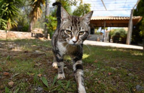Mouses Apartments-Kardamyli - Foto 57