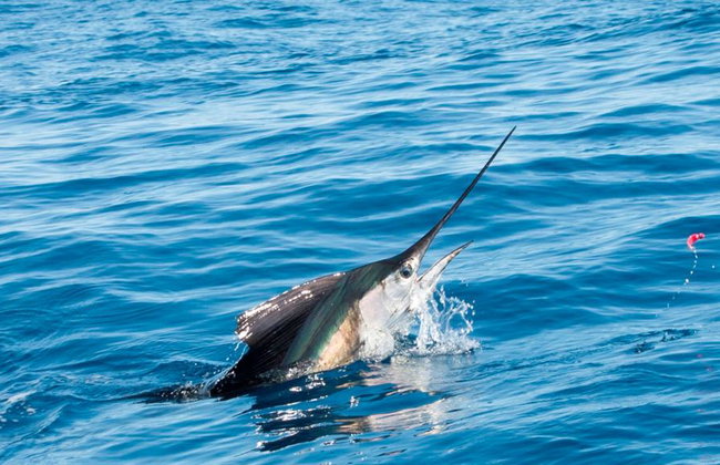 Ocean Giants and Coastal Gems: Your Ultimate Fishing Experience - Photo 1