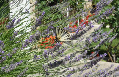 Apartments Gržanov - Photo 29