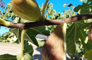 La Maison Rose - avec grand jardin clos à 300m de la mer - Foto 49