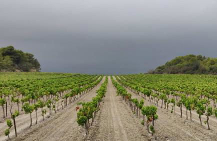 Mas de Caussagues, la Presqu'ile - Foto 41