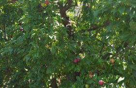 Finca Sa Cova de Mallorca - Foto 65