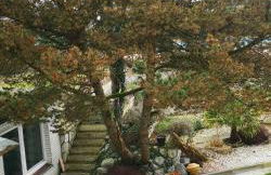 Pinienblick - Foto 1