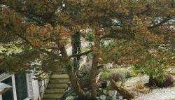 Pinienblick - Photo 1, Garden, Garden view