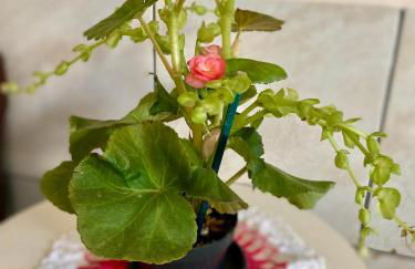 Casa Privativa com Varanda Gourmet e Churrasqueira- Pet Friendly- Wi-Fi e Garagem - Photo 21