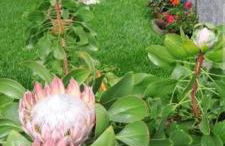 Casa Ventura - Photo 30