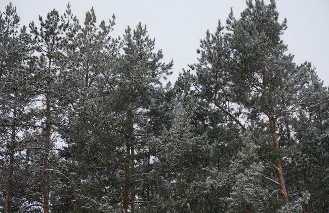 Turbaza Cherkasskiy Zaton - Foto 25