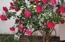 Ellora Suite - Foto 74