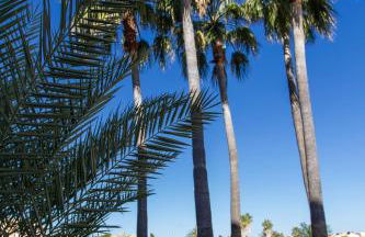 Apartamento Oliva Nova Golf- MET - Photo 21