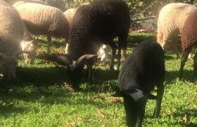 Special Farmstay, Faia-Guarda - Foto 47