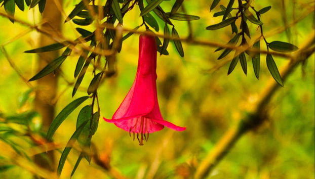 Randonnée dans le Parc National Alerce Andino - Photo 2