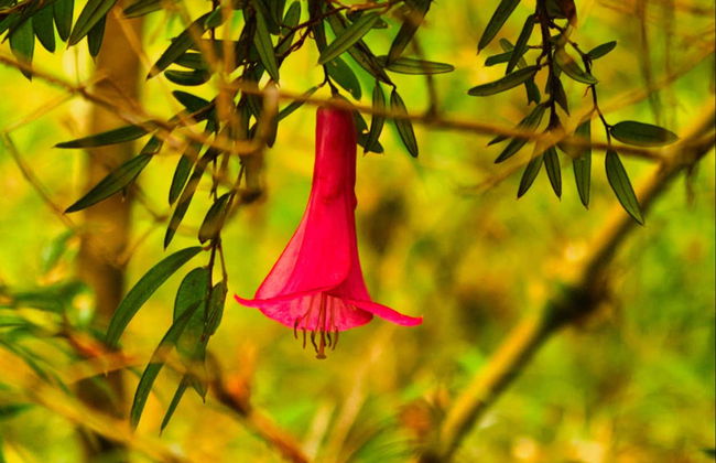Randonnée dans le Parc National Alerce Andino - Photo 2