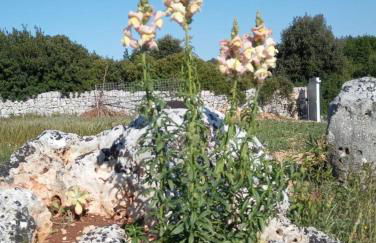 Trulli Lavermicocca - Foto 40