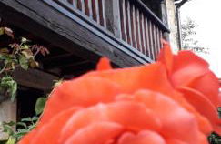 Flor de Pomar - Foto 22