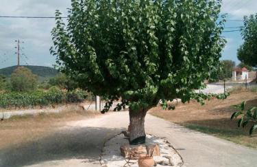 The House in the Mulberries Trees - Photo 6