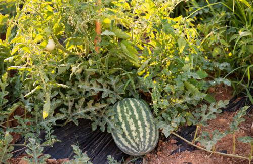 Pelagias Villa - Photo 54