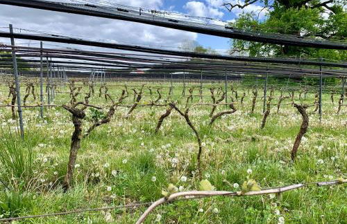 Ferienwohnung Kranichnest - Foto 62