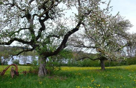 Ferienwohnung Wild - Foto 22