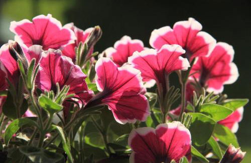 Ferienwohnungen Gastager - Foto 6