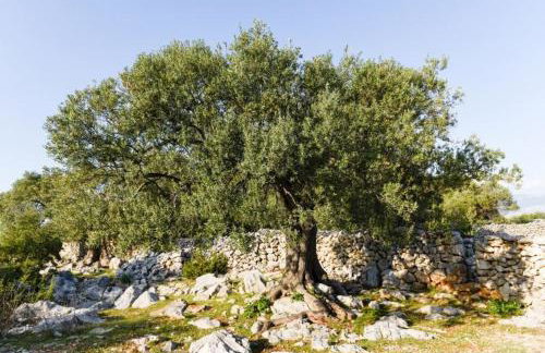 APARTMAN MARICA LUN, OTOK PAG - Photo 6