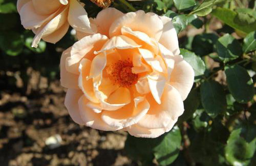 Walwyn Court Barns - Foto 10