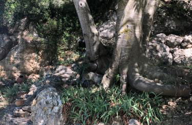 L'Olivier Fleurie Barjols - Foto 59