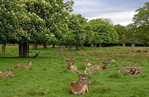 Teddington terraced cottage 3 floors, 3 bedrooms - Foto 14