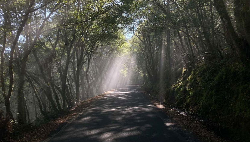 Túneles vegetales, creados por la naturaleza