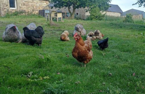 Gîte de la Petite Ferme Bretonne - Foto 11