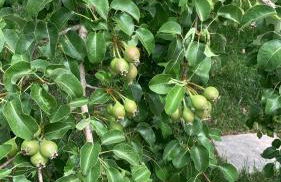 Tenuta Sidore - Foto 90