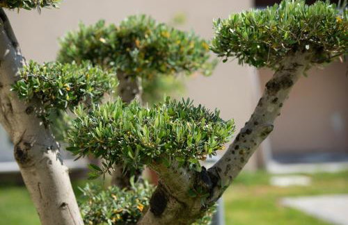 Crist Luxury Apartments - Foto 30