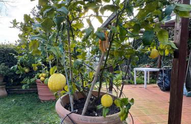 La Limonaia di Vanna - Foto 36