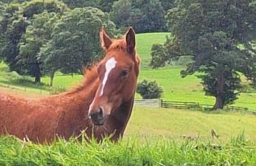 Tarnside Cottages - Foto 24