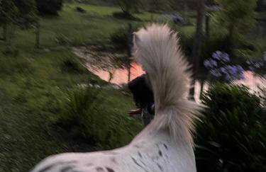 Cabana do Lago- Morro da Borússia - Foto 47