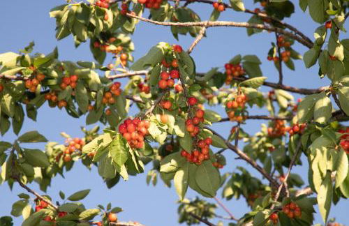 Il Violino degli Dei Holiday House - Foto 51