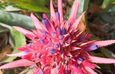 Chácara das Flores - Foto 16