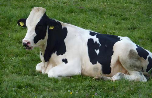 Haus Harter - Foto 10