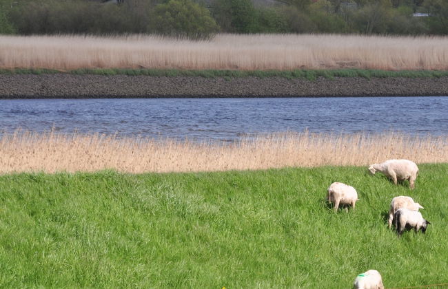 Elbhus Hamburg - Foto 32