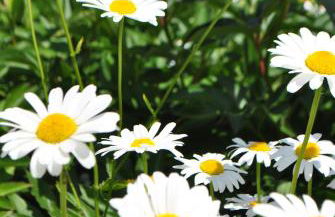 Ferienwohnung Levin - Foto 21