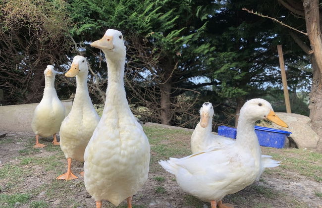 Cubby House Stay - Kaikoura - Foto 51